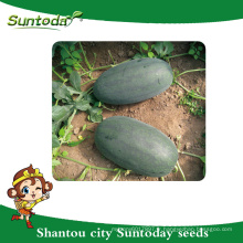 Suntoday boîte à glaces Asiatique légume hybride F1 agriculture pastèque noir vegitable d&#39;exportation importation heirloom graines société (11015)